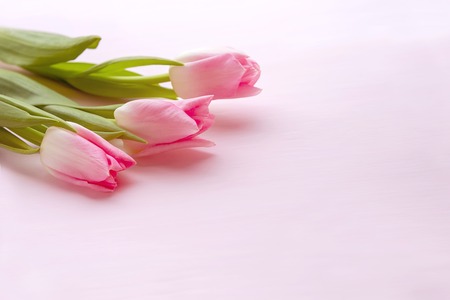 Three beautiful pink tulips lie on a pink background in the upper left corner. There is plenty of room for text. For holiday card, banner for mother's day, Valentine's day, Easter, birthdayの写真素材