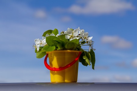Beautiful spring bouquet of white pear flowers, cherries on a blue sky background.の写真素材