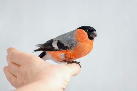 A beautiful bullfinch sits on a woman's hand. Red-breasted male bullfinch looks at the camera. Image white background, copy space.の写真素材