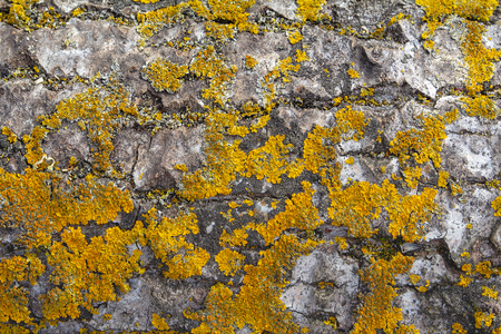 The structure of the bark of an old huge tree. The texture of birch bark, overgrown with moss and lichen. Beautiful yellow - olive natural wood background to fill a web page or graphic design.の写真素材
