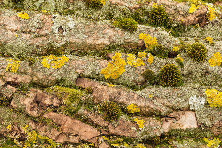 The structure of the bark of an old huge tree. The texture of birch bark, overgrown with moss and lichen. Beautiful yellow - olive natural wood background to fill a web page or graphic design.の写真素材