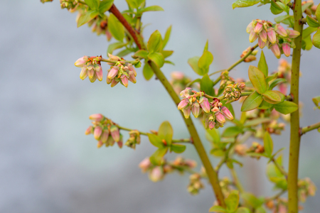 Blueberry branch, which is in the stage of budding. There is a flowering branch of large blueberries. Pink buds blueberries are on a green background. selective focusの写真素材