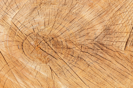 The texture of freshly cut wood. Annual rings and cracks in the old tree. Horizontal seamless wooden background. Texture in high resolution. Color image.の写真素材