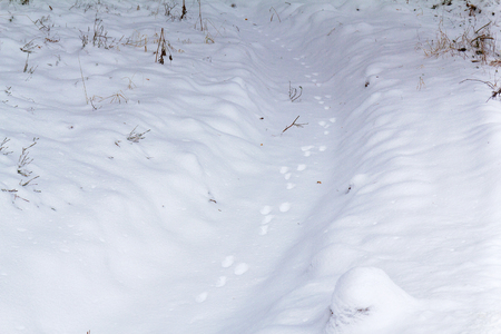 Traces of hare paws in the snow, leading into the depths of the forest. Chain of hare tracks in the snow in the winter forest. Hunting season on the hare on the trail in winter. Winter trail.の写真素材