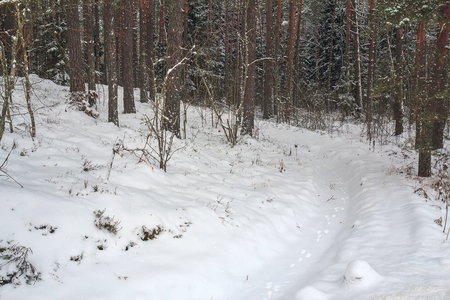 Traces of hare paws in the snow, leading into the depths of the forest. Chain of hare tracks in the snow in the winter forest. Hunting season on the hare on the trail in winter. Winter trail.の写真素材