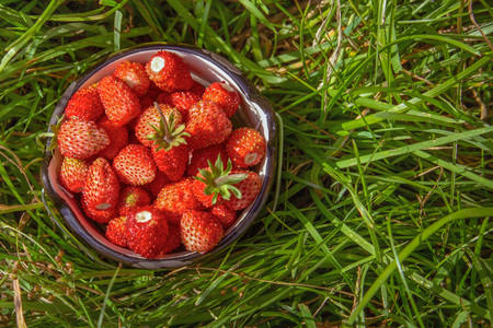 Bucket with fresh small-fruited forest strawberries is on the grass, top view. The concept of summer, rest, pleasure, healthy eating. Shallow depth of field. copy spaceの写真素材
