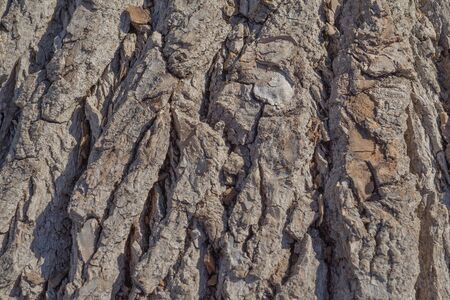 Natural background of old tree bark. The texture of the bark of Willows. The texture of the tree bark is similar to the texture of rocks. Wooden background to fill web page or graphic design.の写真素材