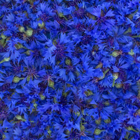 medicinal plants - cornflower blue Centaurea cyanus . Blue solid floral natural background consists of cornflower flowers. Medicinal plant cornflower collected and intended for drying.の写真素材