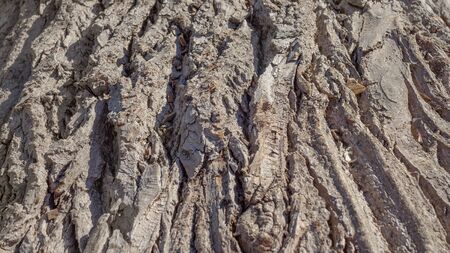 Natural background of old tree bark. The texture of the bark of Willows. The texture of the tree bark is similar to the texture of rocks. The sharp center and blurred edges. Selective focus.の写真素材