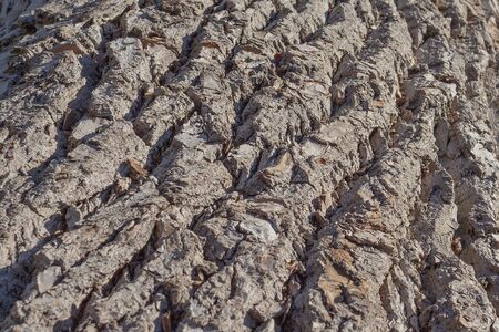 Natural background of old tree bark. The texture of the bark of Willows. The texture of the tree bark is similar to the texture of rocks. Wooden background to fill web page or graphic design.の写真素材