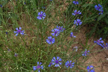 medicinal plants - cornflower Blue Centaurea cyanus . Blue wildflowers blooming in the wild. Cornflower is a symbol of Belarus.の写真素材