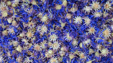 medicinal plants - cornflower Blue Centaurea cyanus . Blue solid floral natural background consists of dried cornflower blue flowers.の写真素材