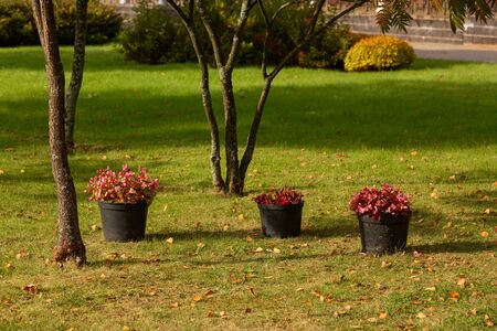 There are standing pots with flowering begonias in the Park area. Autumn Park, fragment. Landscape...