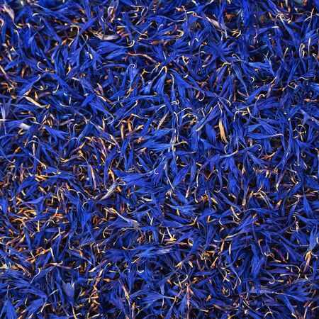 Natural background of dry cornflower petals. Blue square floral background. Medicinal herbs-cornflower. Natural light. Selective focus.の写真素材