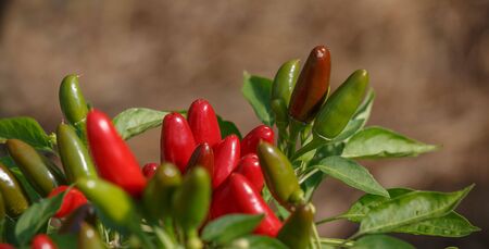the jalapeno pepper. the fruits of hot pepper. A fragment of a hot jalapeno pepper Bush growing on a bed, having beautiful red fruits. Blurred background. Selective focus.の写真素材
