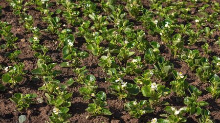 these are ever-blooming white begonias. Spring planting of blooming flowers in the Park.の写真素材