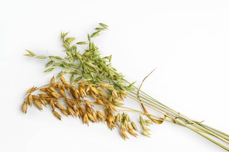 Oatmeal plant is ripe and milky maturity isolated on a white background has a shadow. Ears of cereals.の写真素材