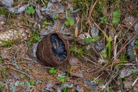 The rare endangered mushroom Sarcosoma globosum. Mushrooms included in the red book and used in folk medicine as a means for the treatment of cancer, joint and internal diseases.の写真素材