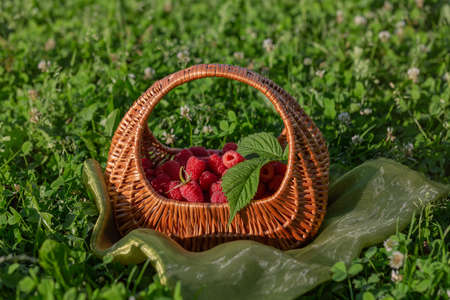 A wicker basket filled with ripe raspberries on a blurry green background. Freshly picked...