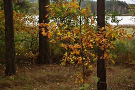 Autumn forest on the lake shore. A young oak tree has yellow leaves. Nature of Belarus in autumn. Yellow, orange beautiful autumn leaves in fall park.の写真素材