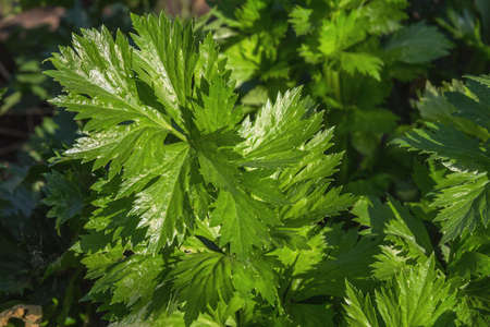 Celery stalks. A fragment of a leaf of celery growing in the garden in sunlight.