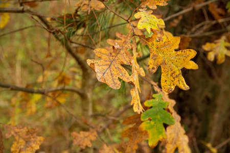 Natural bright yellow-green oak leaves on a blurry background. Autumn background. Selective focus....