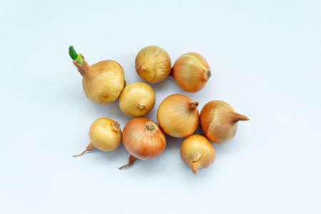 Nine heads of yellow onions, seedlings, lie on a white background. Pile of onion setsの写真素材