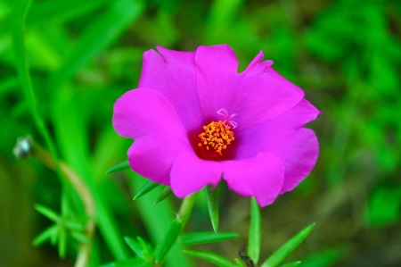 Purple Flowerの写真素材