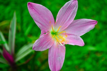 Pink Flower の写真素材