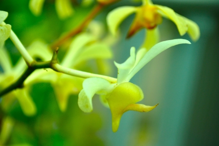 Wild orchid の写真素材