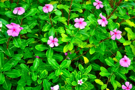 Small Flower in the green Leavesの写真素材
