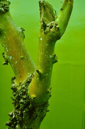 Part of the treeの写真素材