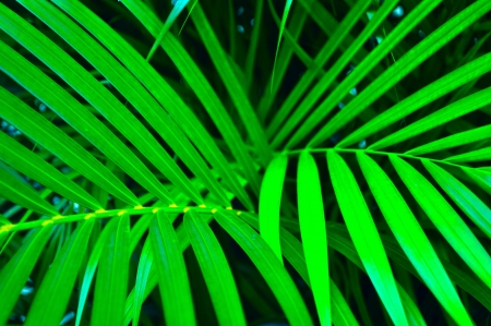 Green Coconut Tree Leaves の写真素材