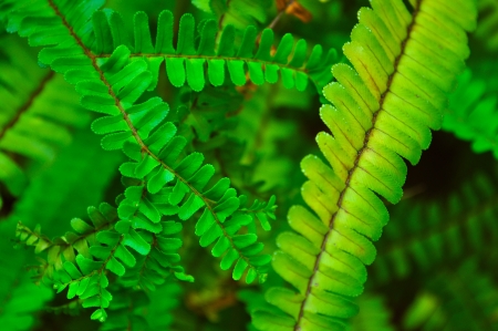 Wild Pattern leaves of the green forestの写真素材
