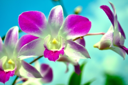 Orchid- the color of ranggoliの写真素材
