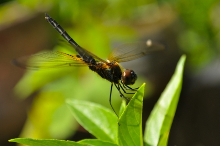grasshopper の写真素材