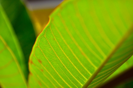 the texture of leafの写真素材