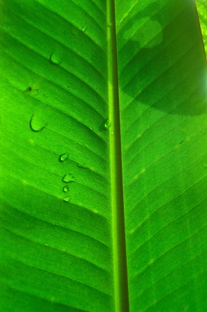 Texture of a green leaf as background and texture の写真素材