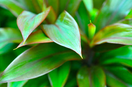 My green world photo. There is nothing more beautiful than unforgettable moments captured in photographs. And like any art form, success is found by capturing something deeper, an essence, a meaning.の写真素材