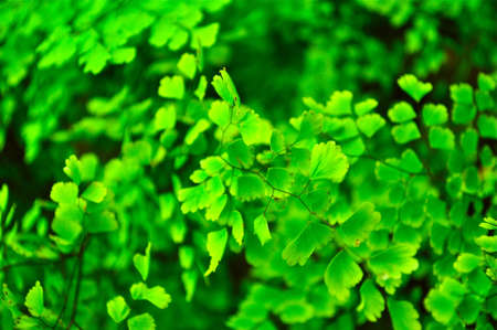 My green world photo. There is nothing more beautiful than unforgettable moments captured in photographs. And like any art form, success is found by capturing something deeper, an essence, a meaning.の写真素材