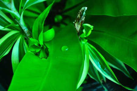 My green world photo. There is nothing more beautiful than unforgettable moments captured in photographs. And like any art form, success is found by capturing something deeper, an essence, a meaning.の写真素材