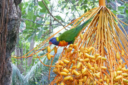 Parrot with green body and blue head eating fruits on a tree in the jungle, closeup
