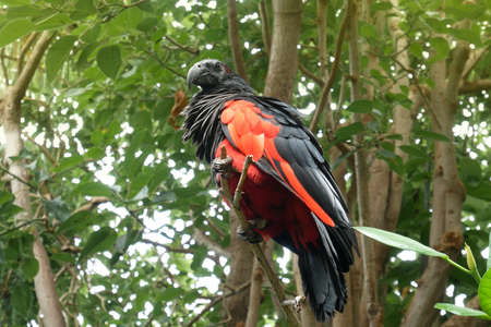 Pesquet's parrot (Psittrichas fulgidus) sitting on the branch of tree. Parrot with red wings and...