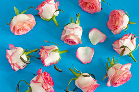 Beautiful pink roses set on blue backgroundの写真素材