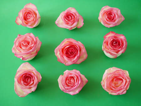 Beautiful pink roses set on green background