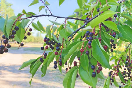 branch of bird-cherry tree (Prunus padus) closeup, outdoors