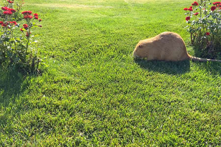 brown nutria on green lawn wuth flowers eats. portrait of coypu in the wild. beautiful waterfowl otterの写真素材