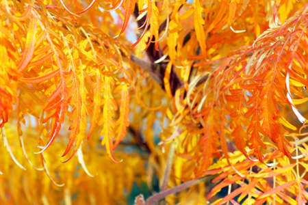 Beautiful Orange autumn leaves on tree branch closeup