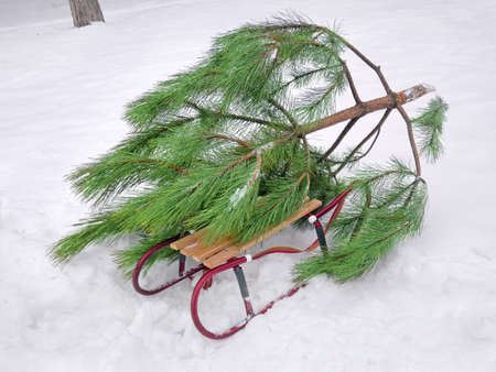 new year trees and sleigh on snow, christmas mood, closeupの写真素材