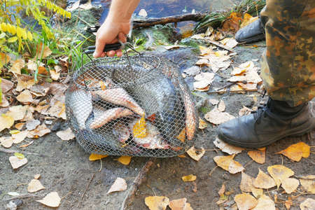 Autumn Fishing on a river. fishing on the autumn river, many alive fish in basket, closeup